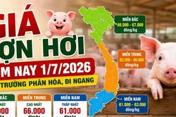 Giá lợn hơi hôm nay 1/7: Miền Bắc chỉ còn 2 nơi đạt 67.000 đồng/kg