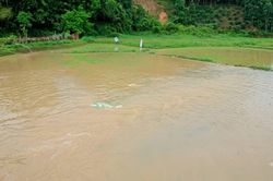 Mưa lớn và dông gây thiệt hại hơn 33 ha cây trồng tại xã Trấn Yên