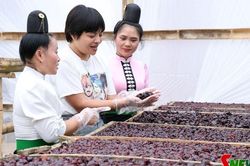 Chế biến sâu, nâng tầm giá trị quả mận