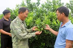 Đổi đời từ cây chanh giấy ở Phú Lương
