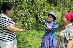 Sức sống ở bản Mông Ngòi Khù