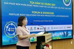 Thúc đẩy mô hình canh tác lúa phát thải thấp từ giải pháp bón phân đúng