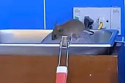 Chuột xuất hiện trong khu chế biến, GS25 đóng cửa một chi nhánh: Bài toán quản trị của doanh nghiệp nghìn tỷ