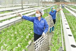 Dòng vốn tín dụng tiếp sức phát triển kinh tế nông thôn Thủ đô