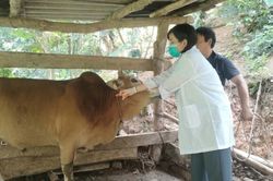 Chủ động phòng, chống dịch lở mồm long móng
