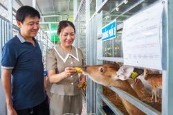 Triển vọng mô hình nuôi hươu sao lấy nhung