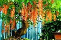 Có nên trồng cây lộc vừng trước cửa nhà?
