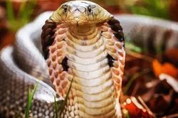Thấy chồng bị rắn hổ mang cắn, vợ liều mình hút nọc độc rồi cả hai cùng vào viện