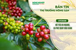 Thị trường nông sản 1/7/2026: Hồ tiêu đi ngang, cà phê quay đầu giảm