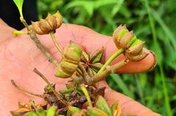 Loại hoa cực quý hiếm được thế giới săn lùng có ở Việt Nam giúp thu lợi hàng nghìn tỷ, xuất khẩu lớn thứ 2 thế giới