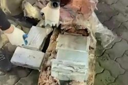 Nga thu giữ hơn nửa tấn cocaine giấu trong... bụng cá