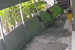 Đang ngủ trưa, chủ nhà miền Tây bật dậy hoảng hốt vì 'cơn lũ lạ'