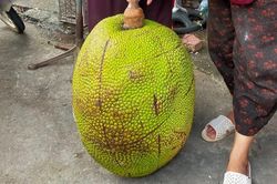 Quả mít 53 kg khiến cả chợ kéo đến xem ở Lạng Sơn