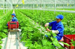 Chính sách về khuyến nông