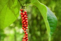 Vì sao hồ tiêu được coi là 'vàng đen' từng làm thay đổi lịch sử thế giới?
