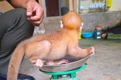 Nhiều động vật quý hiếm được cứu hộ thả về môi trường tự nhiên