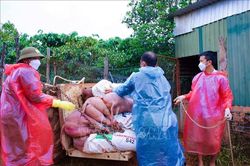 Gi&aacute;m s&aacute;t, quản l&yacute; chặt ph&ograve;ng, chống dịch tả lợn ch&acirc;u Phi