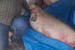 Ngư dân bắt được con cá khổng lồ nặng 130kg trên sông