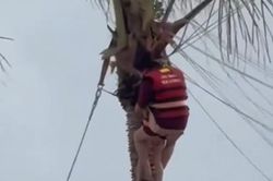 Thót tim 2 mẹ con bị gió cuốn, treo lơ lửng trên ngọn dừa khi chơi dù bay
