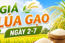 Giá lúa gạo ngày 2-7: Giữ mức ổn định cả trong nước lẫn xuất khẩu
