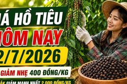 Gi&aacute; hồ ti&ecirc;u h&ocirc;m nay 2/7: Giảm nhẹ 400 đồng/kg, Đắk Lắk mất 2.000 đồng/kg
