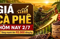 Giá cà phê hôm nay 2/7: Tăng vọt lên 92.000 đồng/kg, Robusta và Arabica cùng bật mạnh