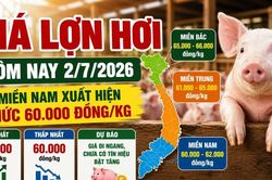 Giá lợn hơi hôm nay 2/7: Nhiều nơi giảm về 60.000 đồng/kg