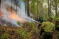 Lào Cai triển khai quyết liệt các biện pháp cấp bách phòng cháy, chữa cháy rừng theo chỉ đạo của Thủ tướng Chính phủ