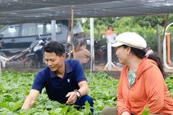 Lâm Đồng đẩy mạnh tái canh cà phê bằng giống chất lượng cao