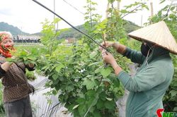 Tạo việc làm cho lao động địa phương