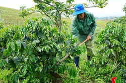 Chiềng Sung phát triển cây cà phê gắn với sinh kế bền vững