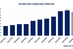 Thị trường gạo toàn cầu thay đổi, gạo Việt đang ở đâu?