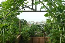 Vẻ đẹp bình yên vườn sân thượng