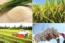 Ph&acirc;n cấp chứng nhận gạo thơm: Trao quyền cho địa phương đi đ&ocirc;i với hậu kiểm