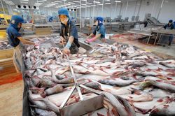 Xuất khẩu thủy sản khởi sắc, thu về gần 5,8 tỷ USD sau 6 tháng