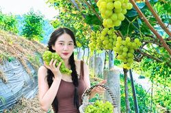 Ngắm 'vịnh Hạ Long trên núi', trải nghiệm hái nho sữa tại hồ Thác Bà