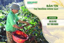 Thị trường n&ocirc;ng sản 2/7/2026: Gi&aacute; c&agrave; ph&ecirc; bật tăng mạnh