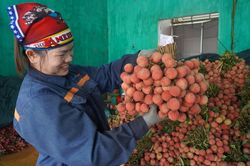 Vải thiều Bắc Ninh mất mùa vẫn lập kỷ lục doanh thu hơn 7.200 tỷ đồng