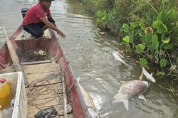 Cá chết trắng lồng trên sông Lam