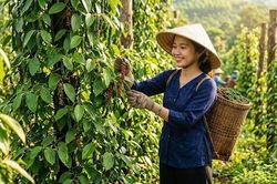 Giá hồ tiêu hôm nay 3.7: Giảm về cao nhất còn 135.000 đồng/kg