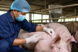 Trong 6 tháng, tiêu hủy và chết hơn 336.000 heo, gia cầm do dịch bệnh