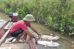 Nghệ An làm rõ nguyên nhân cá chết bất thường trên sông Lam