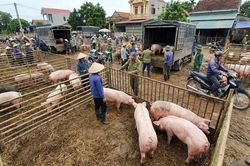 Giá heo hơi hôm nay 3/7: Đi ngang trên cả ba miền, vùng giá ổn định 60.000 - 66.000 đồng/kg