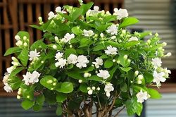 3 loại cây cảnh tỏa hương ngày hè, được cho là thu hút tài lộc cho gia chủ