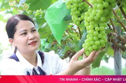 Kh&aacute;m ph&aacute; vườn nho mẫu đơn ở x&atilde; miền n&uacute;i H&agrave; Tĩnh