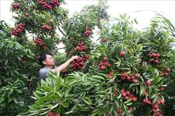 Bắc Ninh: Doanh thu từ vải thiều tăng hơn 91% dù mất mùa