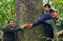 Quần thể kim giao núi đất lớn nhất Việt Nam ở Kon Chư Răng