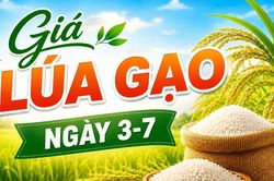 Giá lúa gạo ngày 3-7: Gạo nguyên liệu xuất khẩu tăng nhẹ, thị trường ít biến động