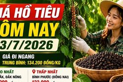 Giá hồ tiêu hôm nay 3/7: Thị trường đi ngang, cao nhất 135.000 đồng/kg