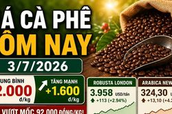 Giá cà phê hôm nay 3/7: Tăng mạnh lên 92.000 đồng/kg